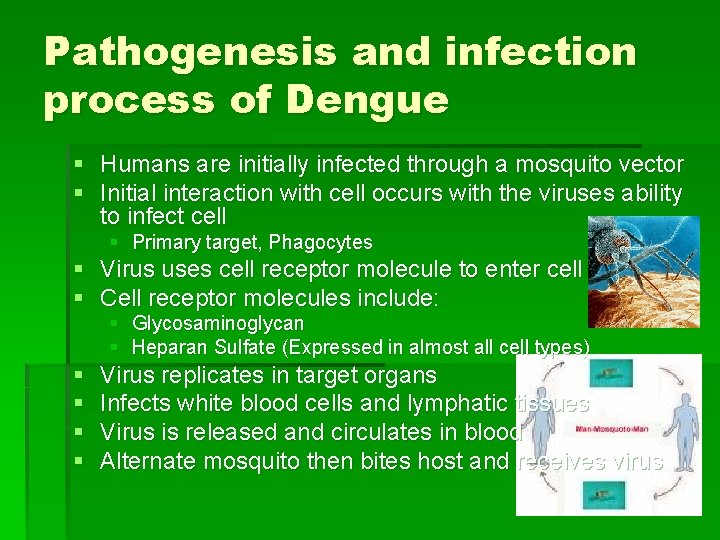 Pathogenesis and infection process of Dengue § Humans are initially infected through a mosquito