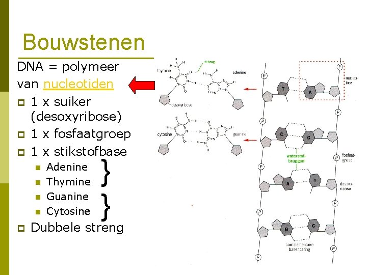 Bouwstenen DNA = polymeer van nucleotiden p 1 x suiker (desoxyribose) p 1 x