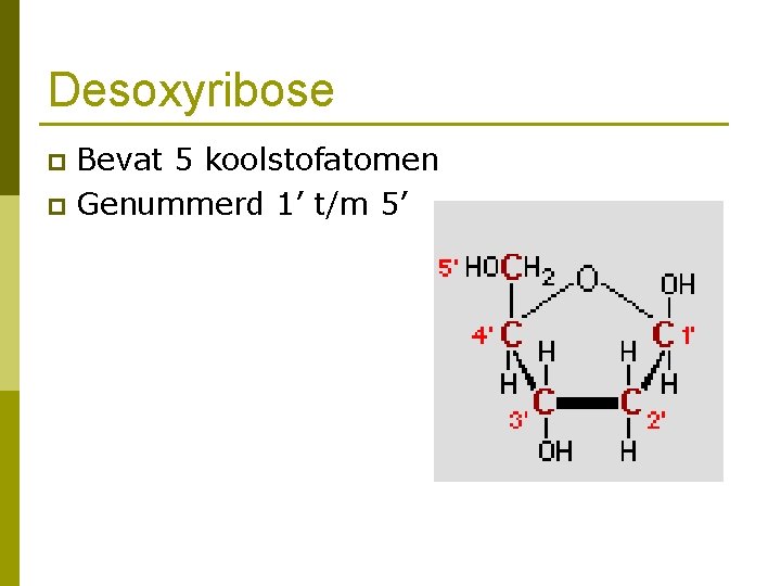 Desoxyribose Bevat 5 koolstofatomen p Genummerd 1’ t/m 5’ p 