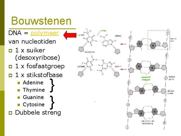 Bouwstenen DNA = polymeer van nucleotiden p 1 x suiker (desoxyribose) p 1 x