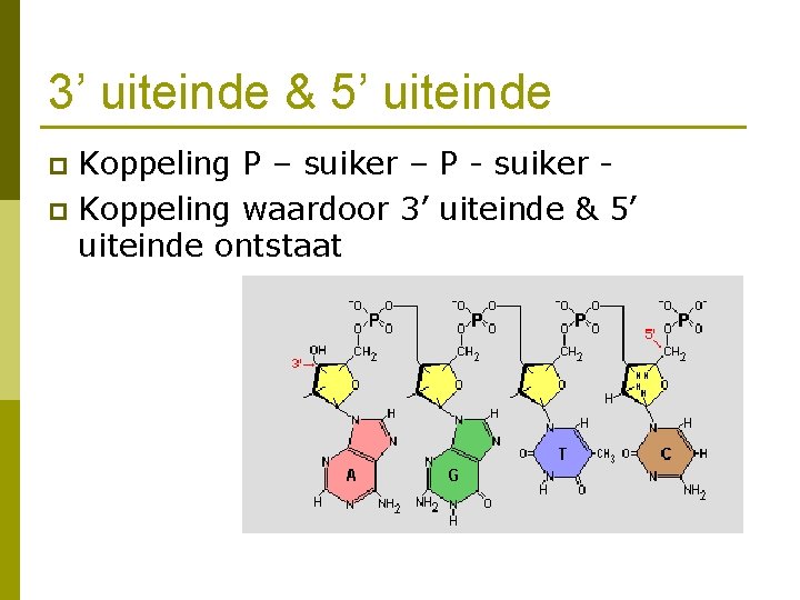 3’ uiteinde & 5’ uiteinde Koppeling P – suiker – P - suiker p