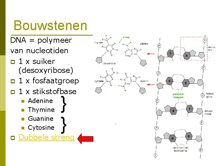 Bouwstenen DNA = polymeer van nucleotiden p 1 x suiker (desoxyribose) p 1 x