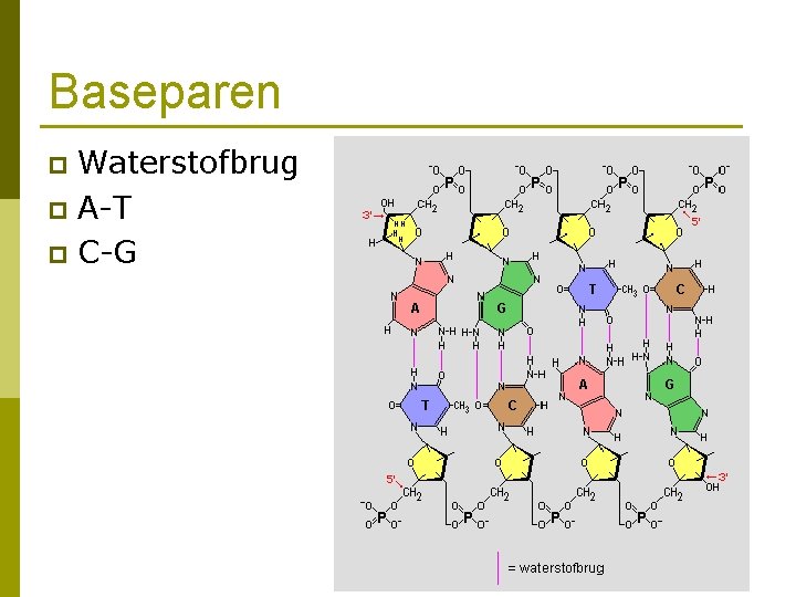 Baseparen Waterstofbrug p A-T p C-G p 