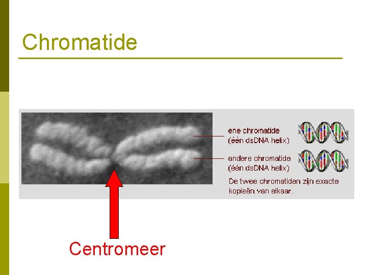 Chromatide Centromeer 