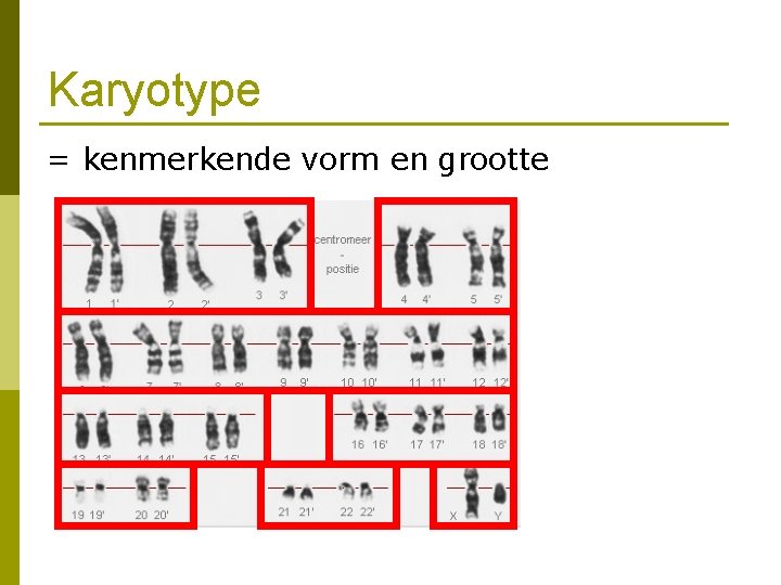 Karyotype = kenmerkende vorm en grootte 