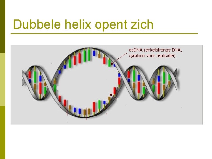 Dubbele helix opent zich 