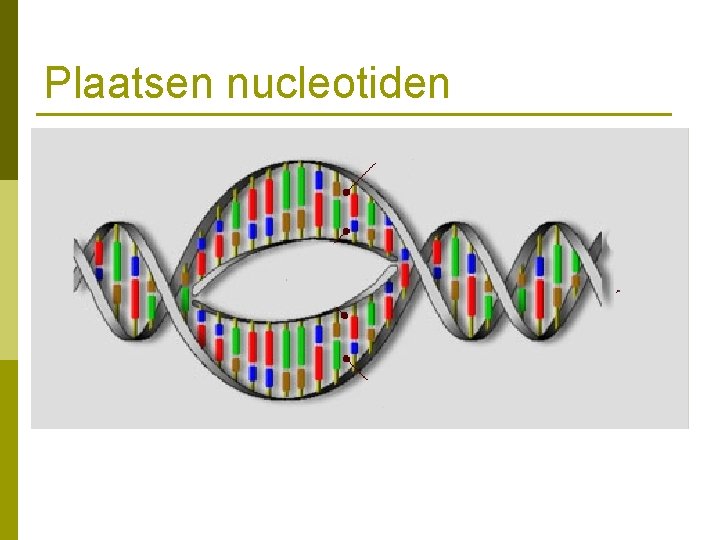 Plaatsen nucleotiden 