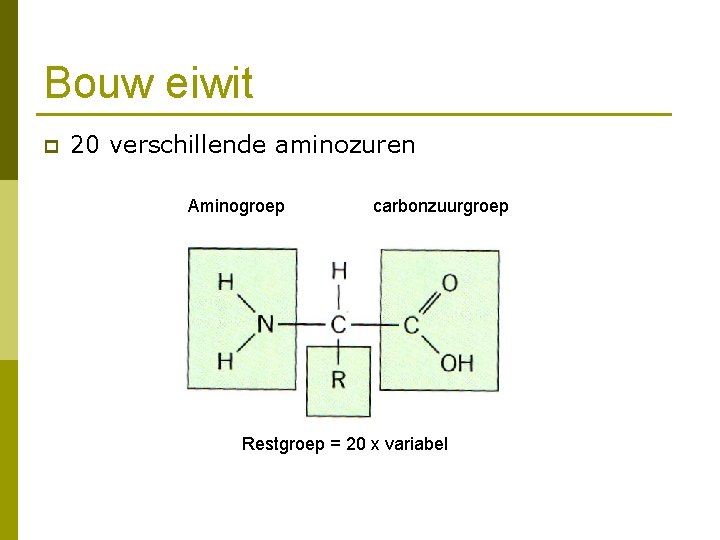 Bouw eiwit p 20 verschillende aminozuren Aminogroep carbonzuurgroep Restgroep = 20 x variabel 