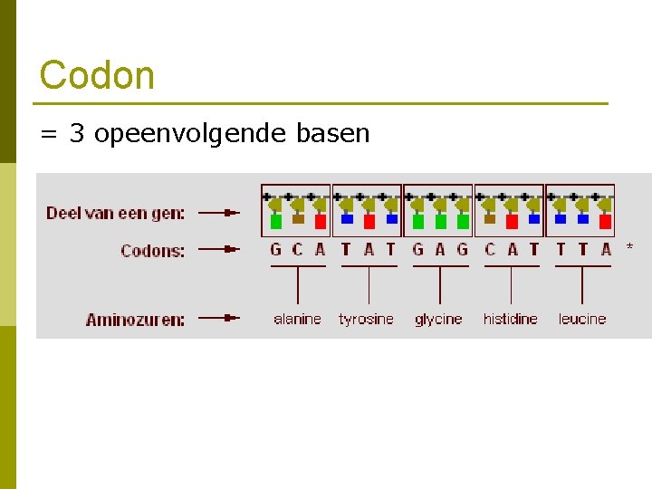 Codon = 3 opeenvolgende basen 