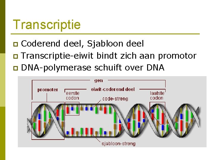 Transcriptie Coderend deel, Sjabloon deel p Transcriptie-eiwit bindt zich aan promotor p DNA-polymerase schuift