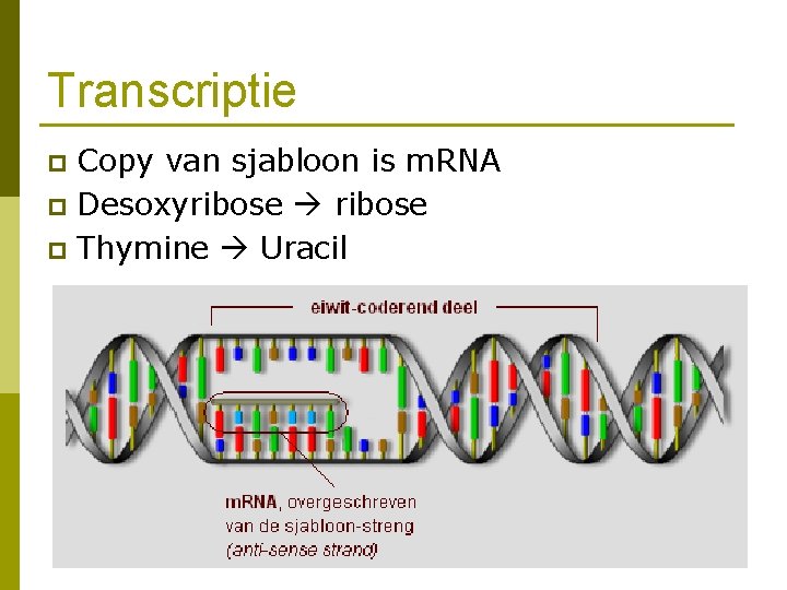 Transcriptie Copy van sjabloon is m. RNA p Desoxyribose p Thymine Uracil p 