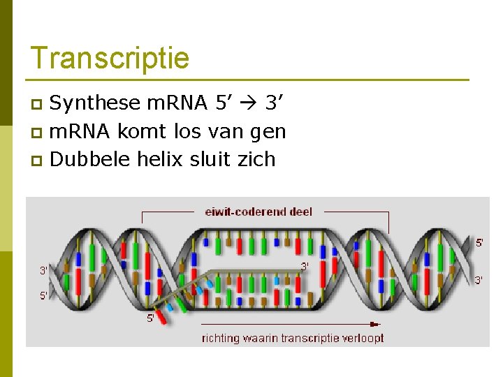 Transcriptie Synthese m. RNA 5’ 3’ p m. RNA komt los van gen p