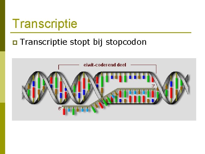 Transcriptie p Transcriptie stopt bij stopcodon 