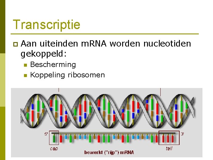 Transcriptie p Aan uiteinden m. RNA worden nucleotiden gekoppeld: n n Bescherming Koppeling ribosomen