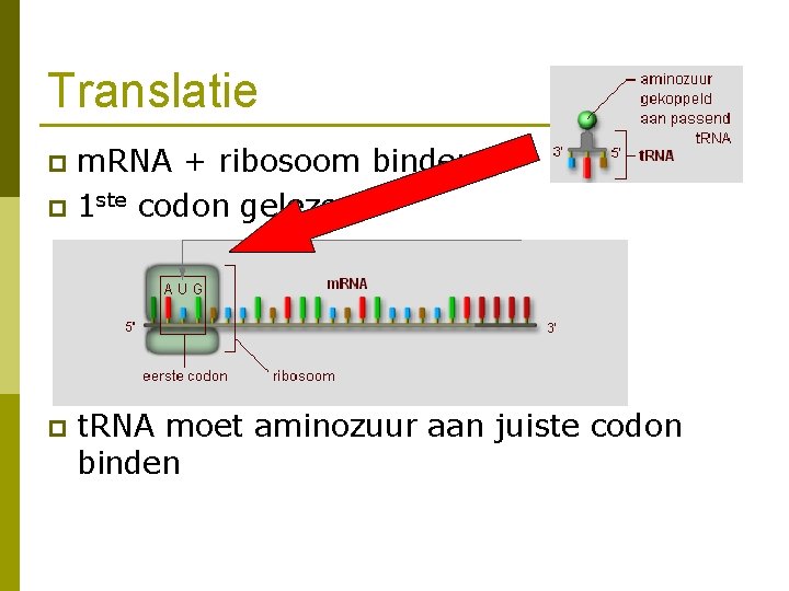 Translatie m. RNA + ribosoom binden p 1 ste codon gelezen p p t.