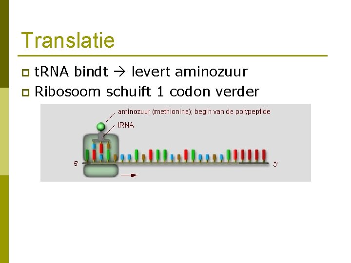 Translatie t. RNA bindt levert aminozuur p Ribosoom schuift 1 codon verder p 