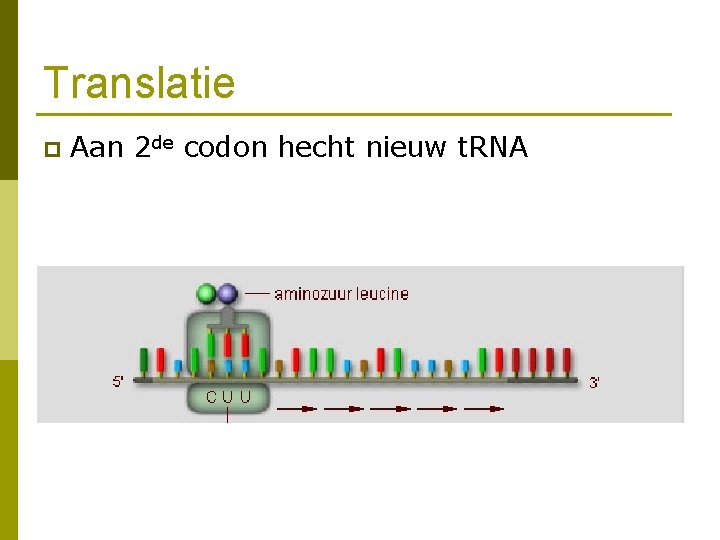 Translatie p Aan 2 de codon hecht nieuw t. RNA 