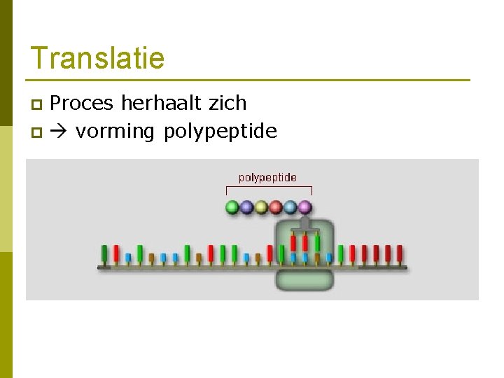 Translatie Proces herhaalt zich p vorming polypeptide p 
