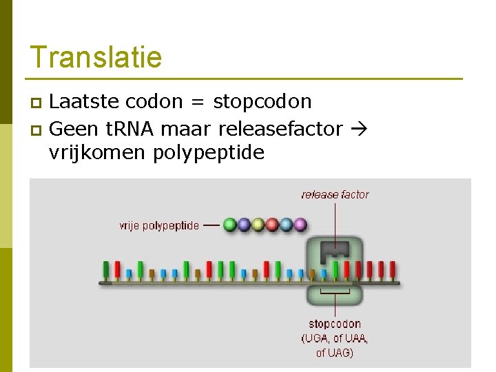 Translatie Laatste codon = stopcodon p Geen t. RNA maar releasefactor vrijkomen polypeptide p