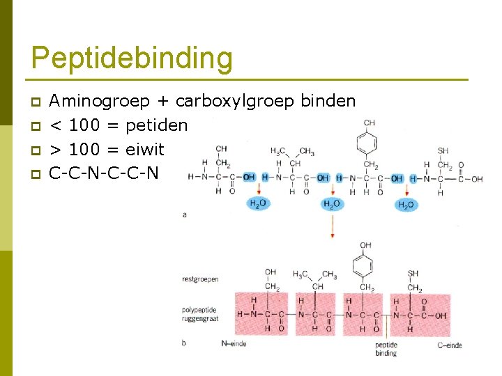 Peptidebinding p p Aminogroep + carboxylgroep binden < 100 = petiden > 100 =