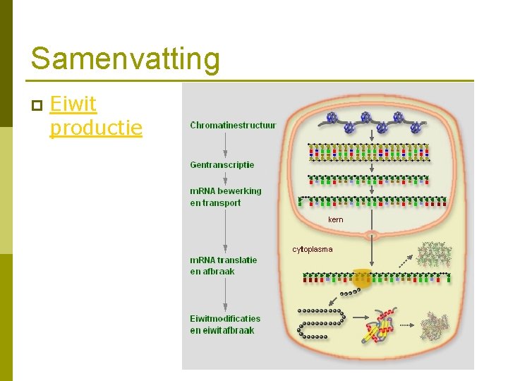 Samenvatting p Eiwit productie 