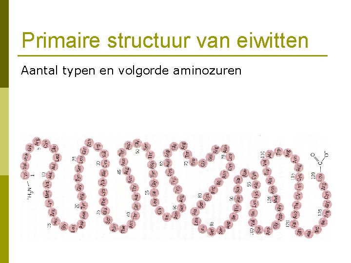 Primaire structuur van eiwitten Aantal typen en volgorde aminozuren 