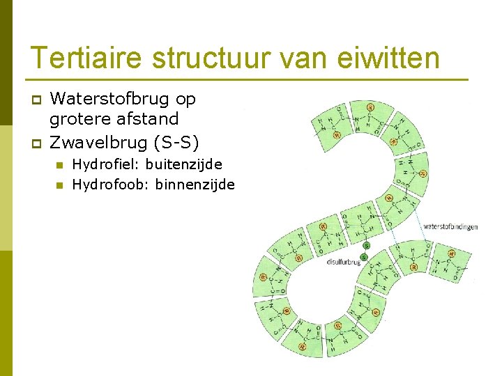 Tertiaire structuur van eiwitten p p Waterstofbrug op grotere afstand Zwavelbrug (S-S) n n