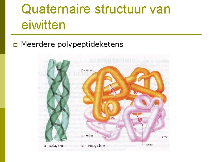 Quaternaire structuur van eiwitten p Meerdere polypeptideketens 
