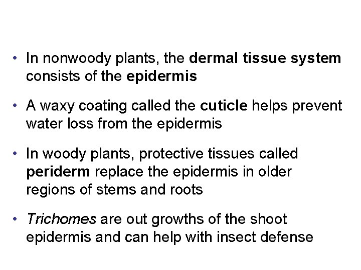  • In nonwoody plants, the dermal tissue system consists of the epidermis •