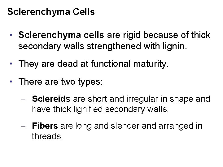 Sclerenchyma Cells • Sclerenchyma cells are rigid because of thick secondary walls strengthened with