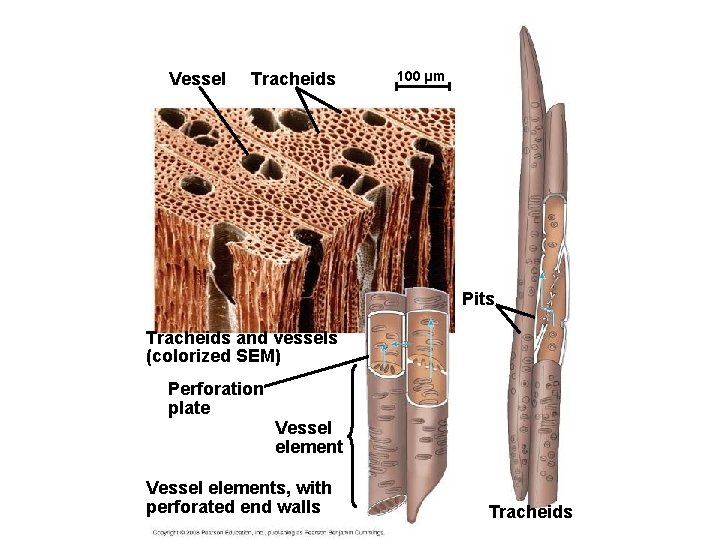 Vessel Tracheids 100 µm Pits Tracheids and vessels (colorized SEM) Perforation plate Vessel elements,