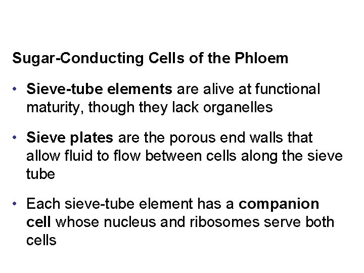 Sugar-Conducting Cells of the Phloem • Sieve-tube elements are alive at functional maturity, though