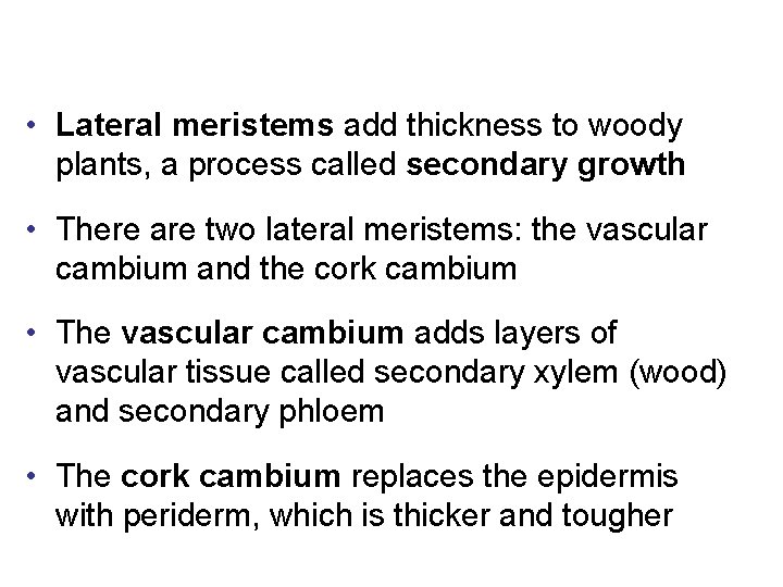  • Lateral meristems add thickness to woody plants, a process called secondary growth