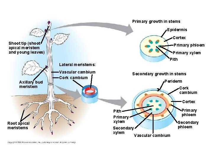 Primary growth in stems Epidermis Cortex Shoot tip (shoot apical meristem and young leaves)