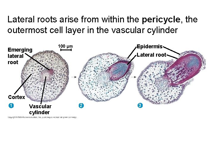 Lateral roots arise from within the pericycle, the outermost cell layer in the vascular