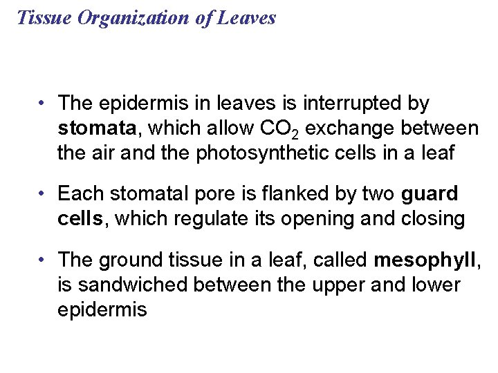 Tissue Organization of Leaves • The epidermis in leaves is interrupted by stomata, which