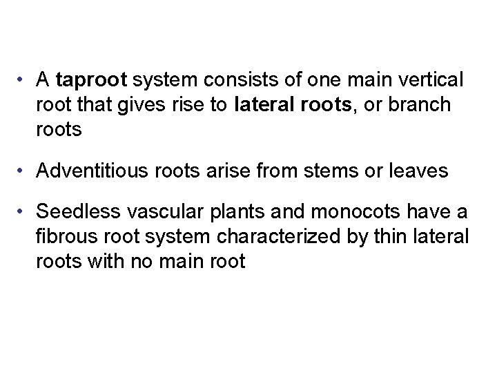  • A taproot system consists of one main vertical root that gives rise