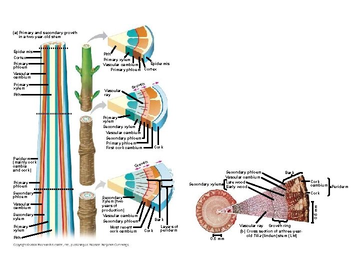 (a) Primary and secondary growth in a two-year-old stem Epidermis Cortex Primary phloem Vascular