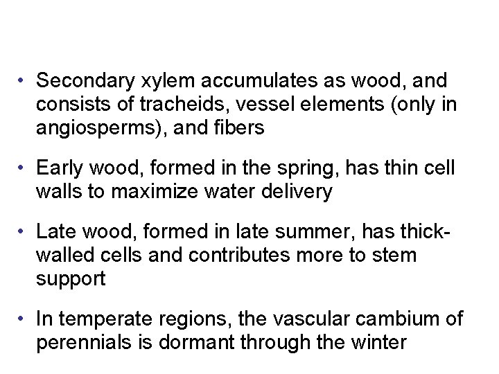  • Secondary xylem accumulates as wood, and consists of tracheids, vessel elements (only
