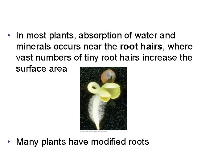  • In most plants, absorption of water and minerals occurs near the root