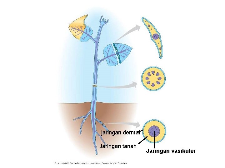 jaringan dermal Jaringan tanah Jaringan vasikuler 
