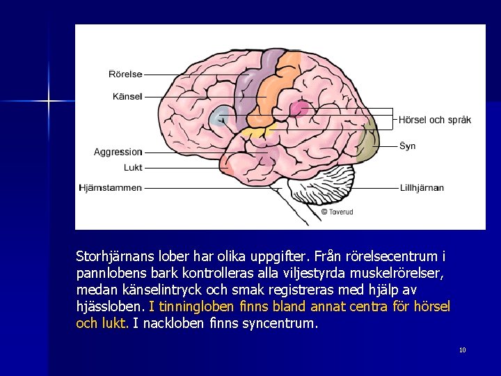  Storhjärnans lober har olika uppgifter. Från rörelsecentrum i pannlobens bark kontrolleras alla viljestyrda