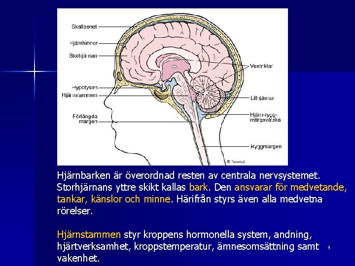  Hjärnbarken är överordnad resten av centrala nervsystemet. Storhjärnans yttre skikt kallas bark. Den