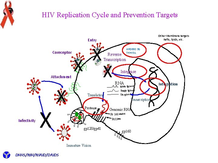 HIV Replication Cycle and Prevention Targets Other Membrane targets Rafts, lipids, etc. Entry Coreceptor