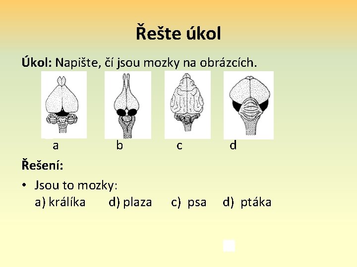 Řešte úkol Úkol: Napište, čí jsou mozky na obrázcích. a b Řešení: • Jsou