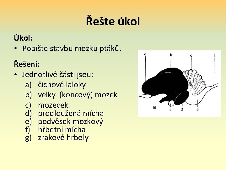 Řešte úkol Úkol: • Popište stavbu mozku ptáků. Řešení: • Jednotlivé části jsou: a)