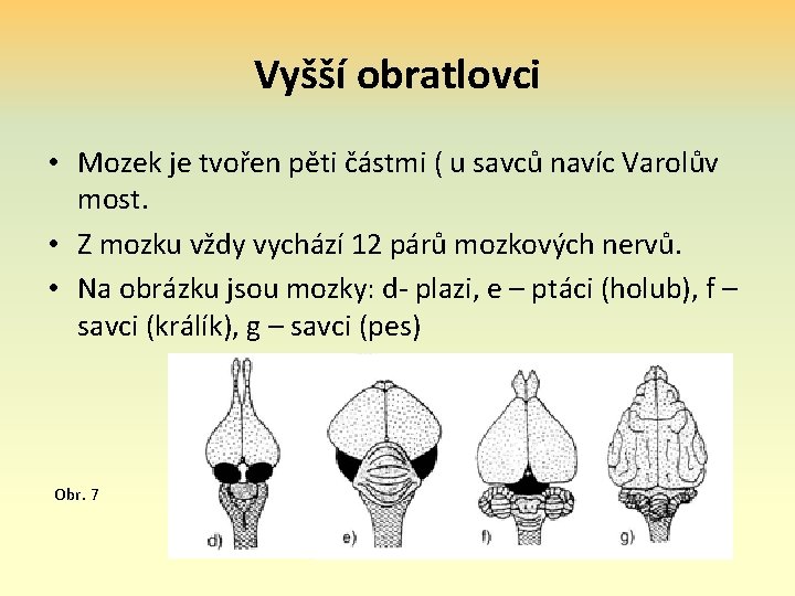 Vyšší obratlovci • Mozek je tvořen pěti částmi ( u savců navíc Varolův most.