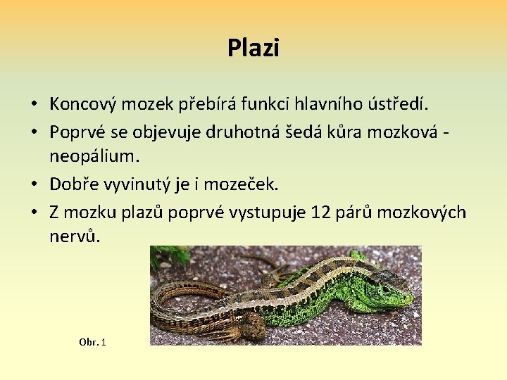 Plazi • Koncový mozek přebírá funkci hlavního ústředí. • Poprvé se objevuje druhotná šedá