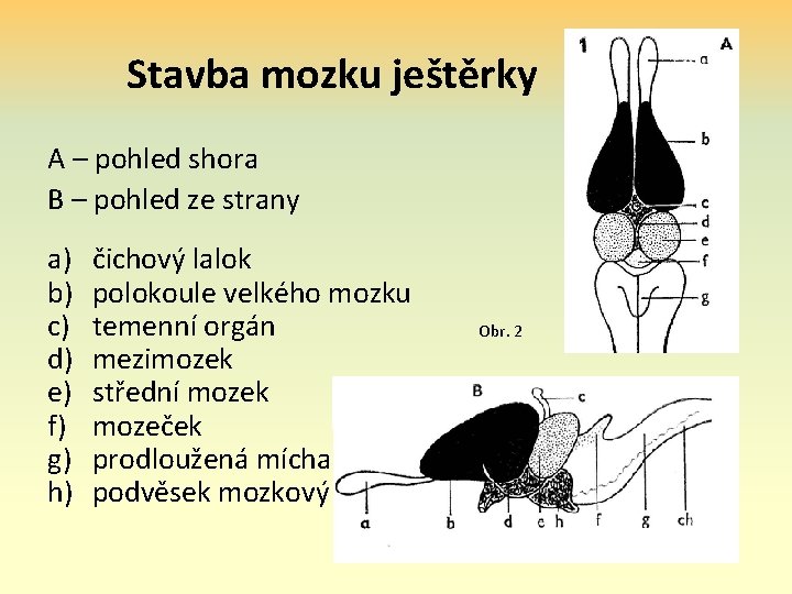 Stavba mozku ještěrky A – pohled shora B – pohled ze strany a) b)