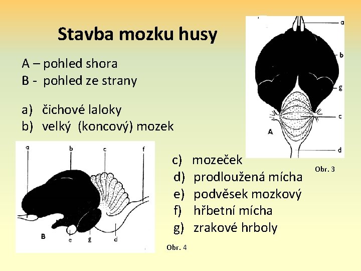 Stavba mozku husy A – pohled shora B - pohled ze strany a) čichové